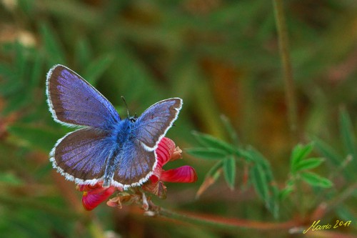 Plebejus argus 18.07.2017r.