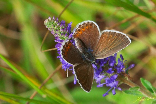 Plebejus argyrognomon 26.07.2017r.