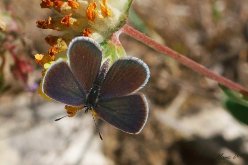 Cupido minimus 27.07.2017r.