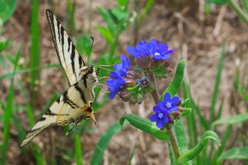 Iphiclides podalirius 27.07.2017r.