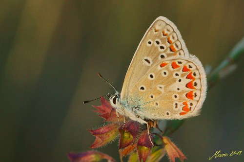 Polyommatus thersites