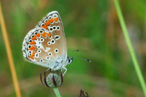 Aricia agestis