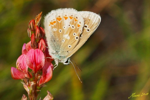 Polyommatus dorylas