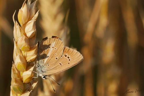 Polyommatus ripartii