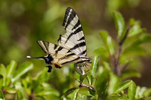 Iphiclides podalirius.jpg