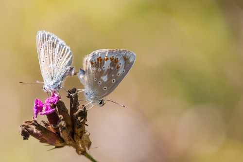 Polyommatus dorylas.jpg