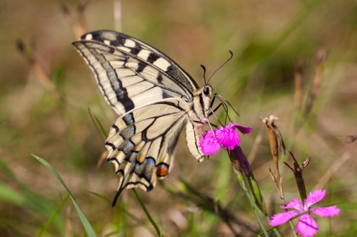 Papilio machaon.jpg