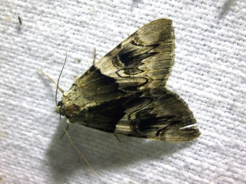 Catocala fulminea