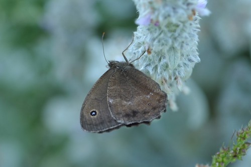 M. dryas Lipnik EA93.jpg