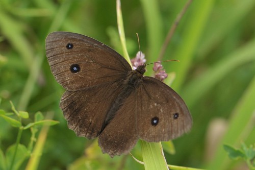 M. dryas - samiec.jpg