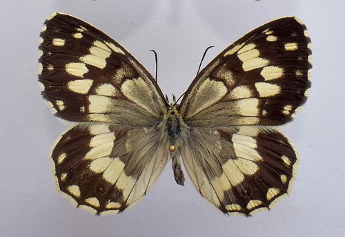 Melanargia galathea (LINNEAUS,1758)2.JPG