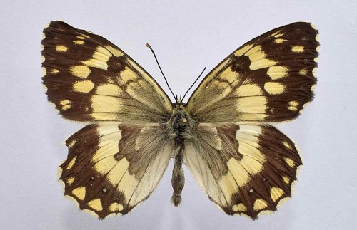 Melanargia galathea (LINNAEUS, 1758) (2) (Kopiowanie).JPG