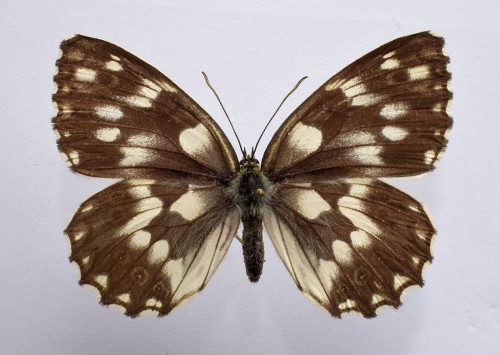 Melanargia galathea (LINNAEUS, 1758).JPG