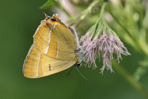 T. betulae - 03.08.2017.jpg