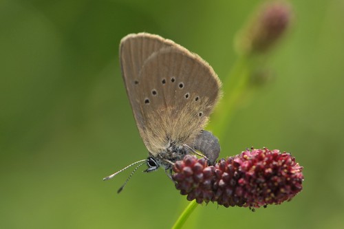 P. nausithous - 03.08.2017.jpg