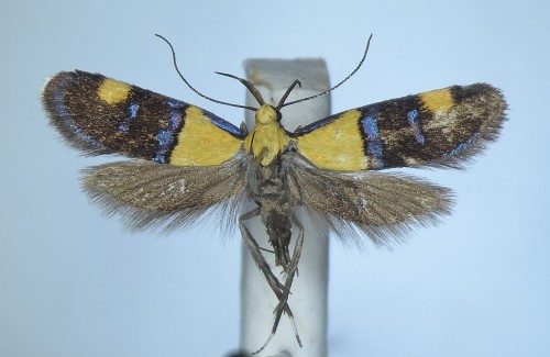 Oecophora bractella.JPG