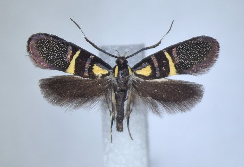 Dasycera oliviella (FABRICIUS, 1794).JPG