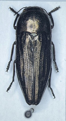 Sphenoptera sp..JPG