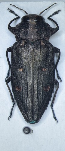 Chrysobothris sp..JPG