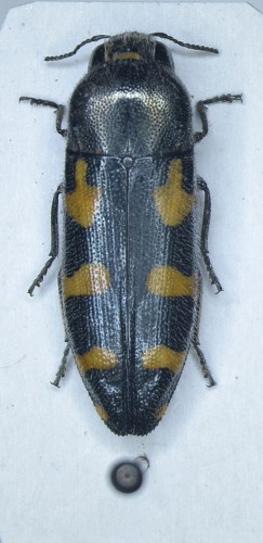 Ptosima fluvoguttata.JPG