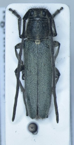 Opsilis sp.