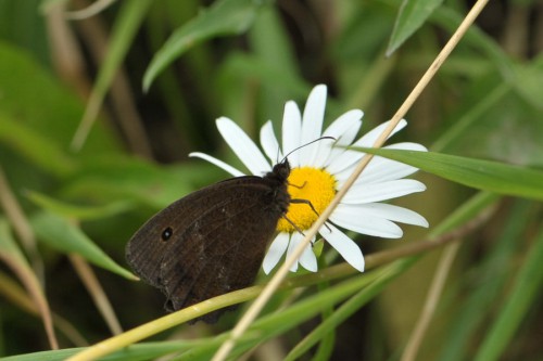 M. dryas - samiec 1.jpg