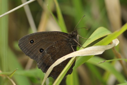 M. dryas - samiec 2.jpg