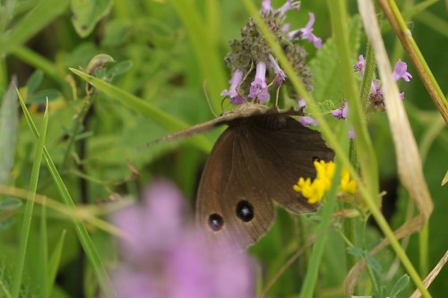 M. dryas - samica.jpg