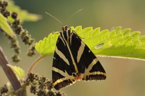 E. quadripunctaria - 05.08.2017 - Siennów2.jpg