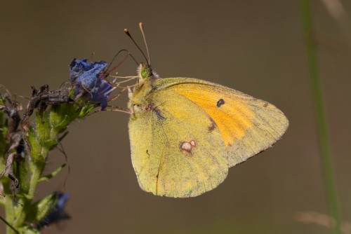 Colias myrmidone.jpg