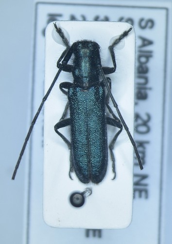 Agapanthia (Smaragdula) violacea (Fabricius, 1775).JPG