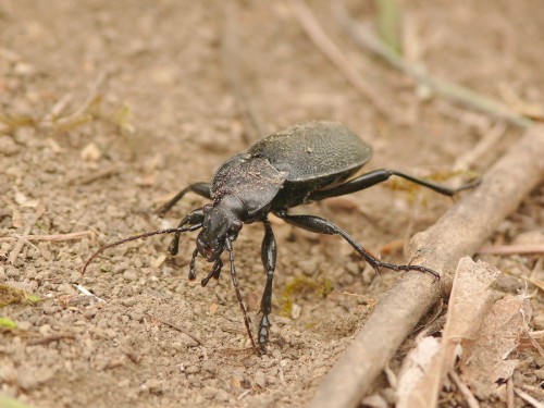 C.c.excavatus.JPG