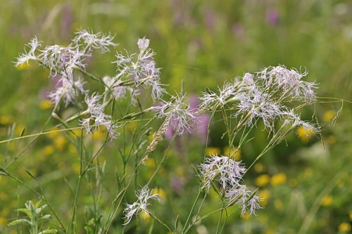 Dianthus superbus.jpg