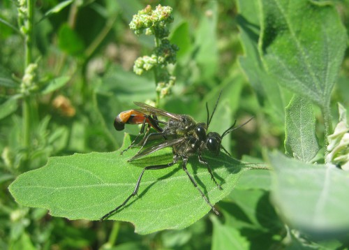 Ammophila.jpg