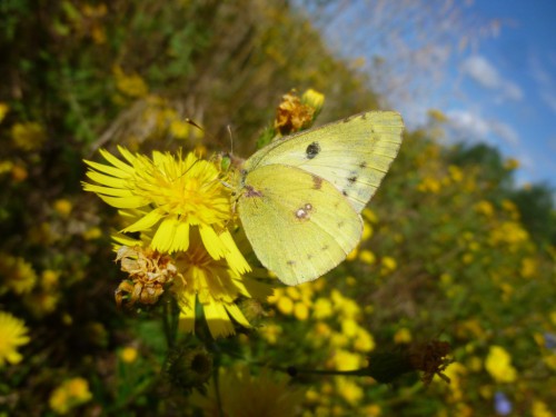 1) Colias hyale 06.08.2017 Borków