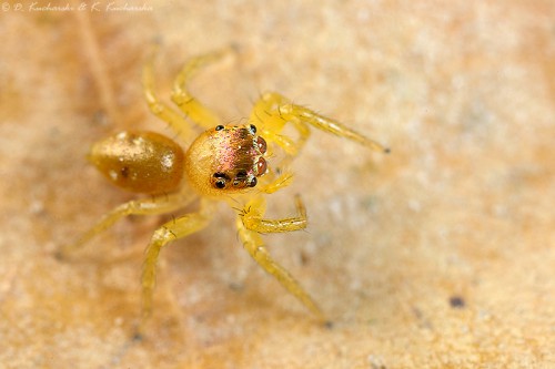 Salticidae o ciekawej kombinacji kolorów.