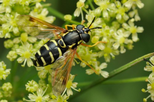 Chrysotoxum festivum