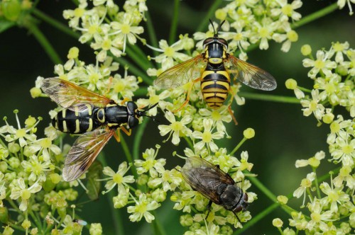 Chrysotoxum elegans + Chrysotoxum festivum