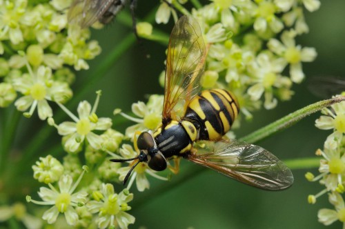 Chrysotoxum elegans