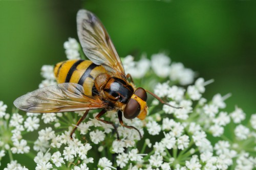 Volucella inanis