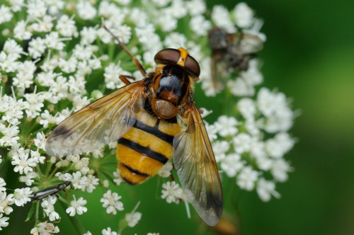 Volucella inanis