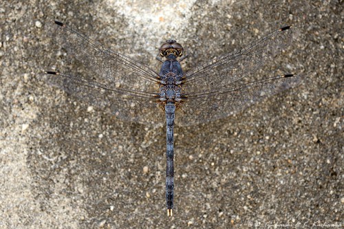 Odonata