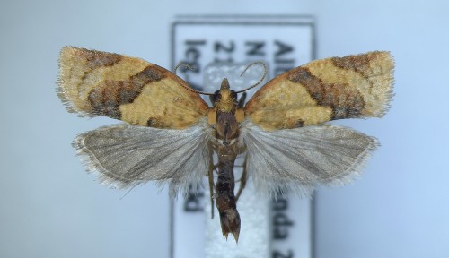 Clepsis consimilana (HÜBNER, [1817])