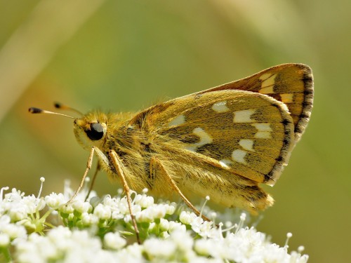 1 Hesperia comma