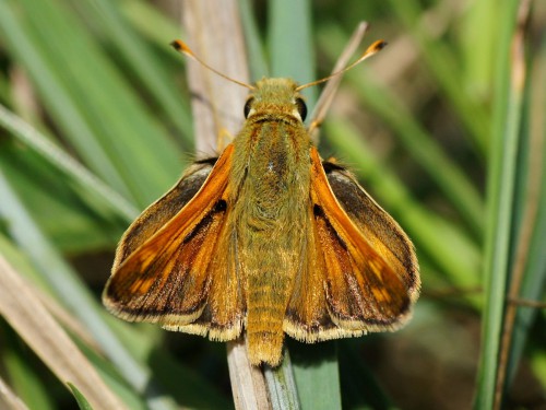 2 Hesperia comma on