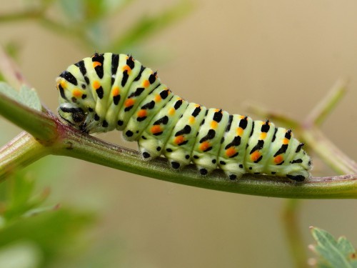 4 Papilio machaon