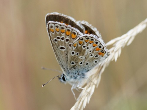 5 Plebejus agestis