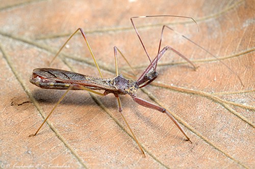 Duży, ok. 3-4 cm, przedstawiciel Reduviidae.