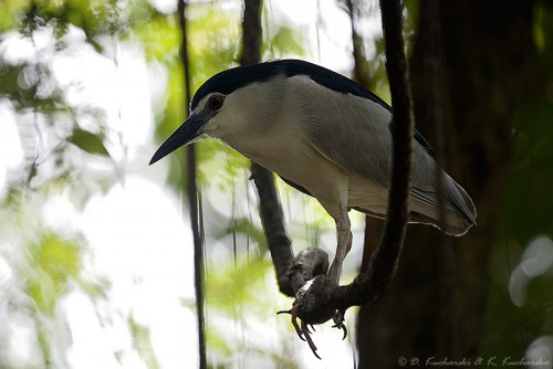 Nycticorax nycticorax