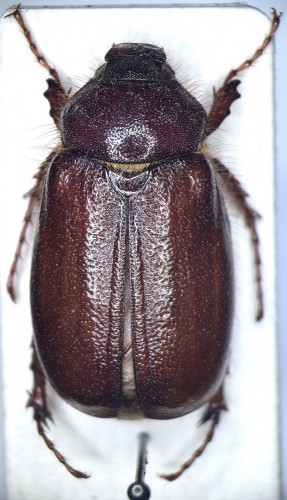 Holochelus sp..JPG